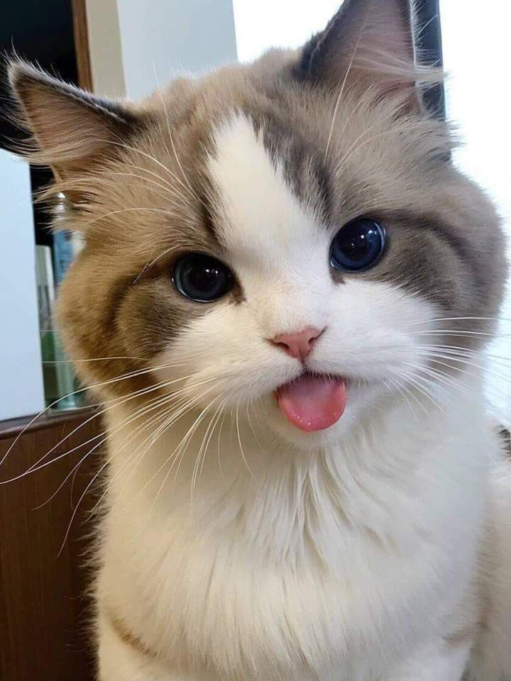 nocontextscats's tweet photo. 😛 https://t.co/CUHLV8nnWO