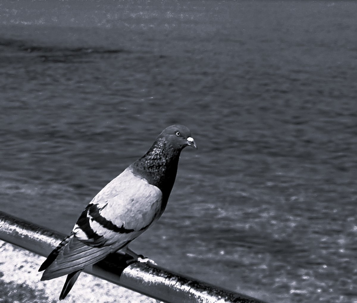 . #FOTO_DEL_GIORNO . GABBIANO IN MASCHERA (Anche lui... 🥲) . . . Scatto di Peppino Cinà aka #Zû_Pippinu .