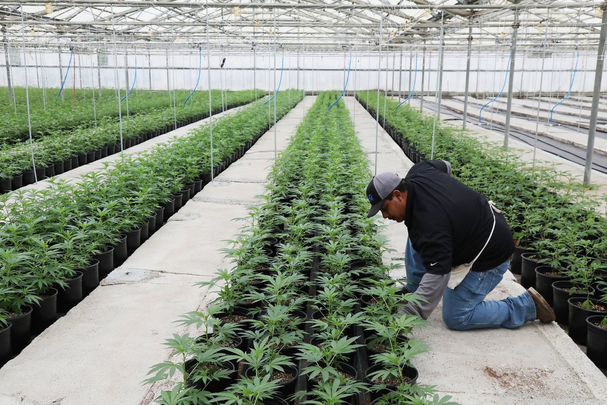 A nursery for raising plants 🌱🌱🌱 Harborside Farms 📸 Jim Wilson #Mmemberville #marijuana #weedlovers #thc