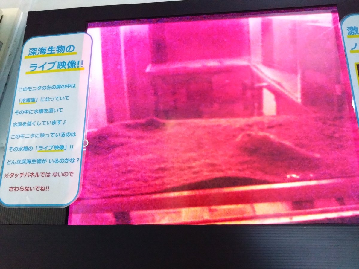 あんこうページ② みとしーラボに激レア！！ ヒメアンコウ（旧名 ノドグロヒメアンコウ