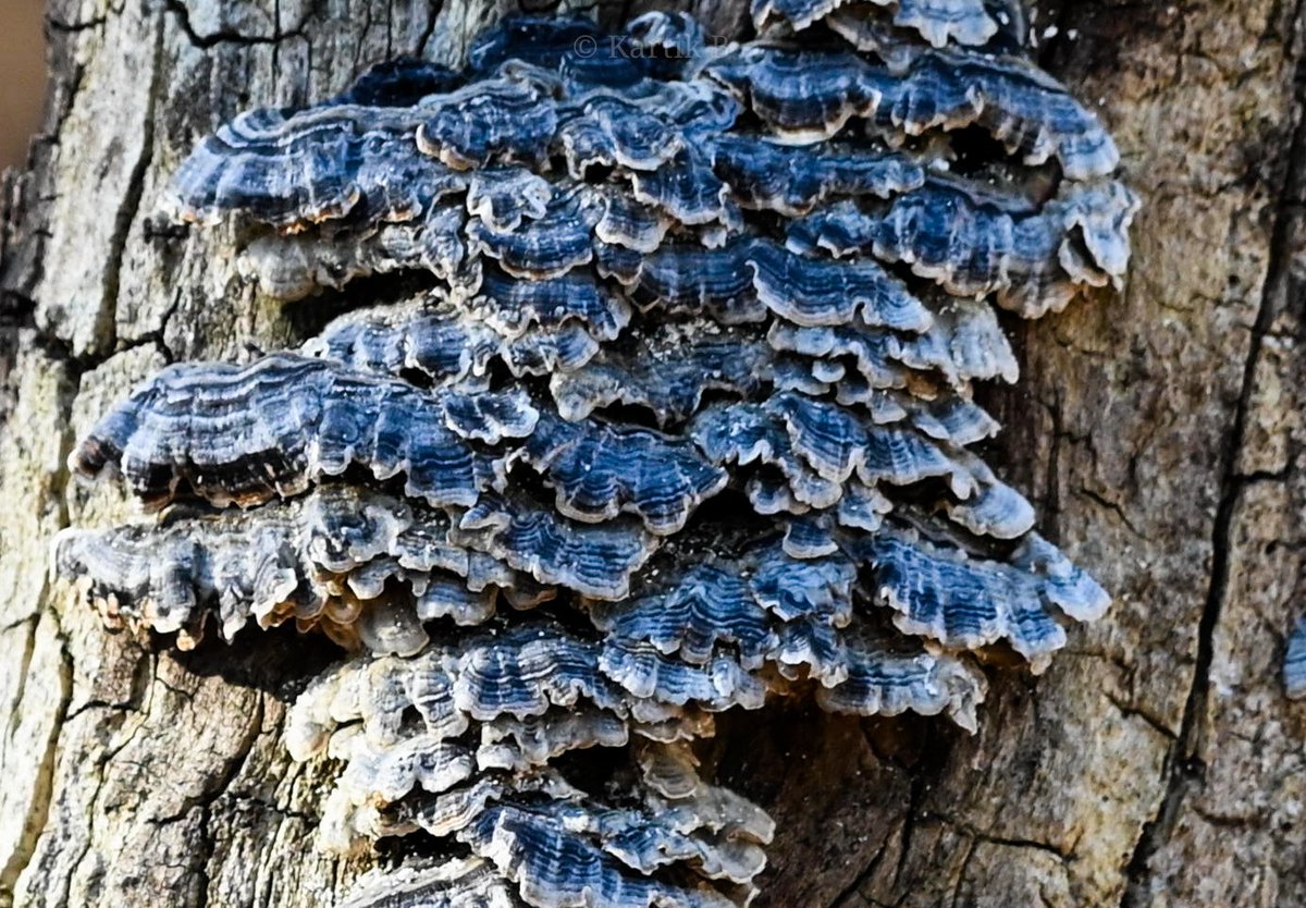 Turkey Tail (trametes versicolor) growing on old Himalayan Birch (Betula utilis) - Munsyari, Dec 23. 

#MushroomMonday #ThePhotoHour #natgeoyourshot #channel169 #macrophotography #NikonCreators #naturephotography #niffeature #mushrooms  #discoverearth #Himalayas #biodiversity