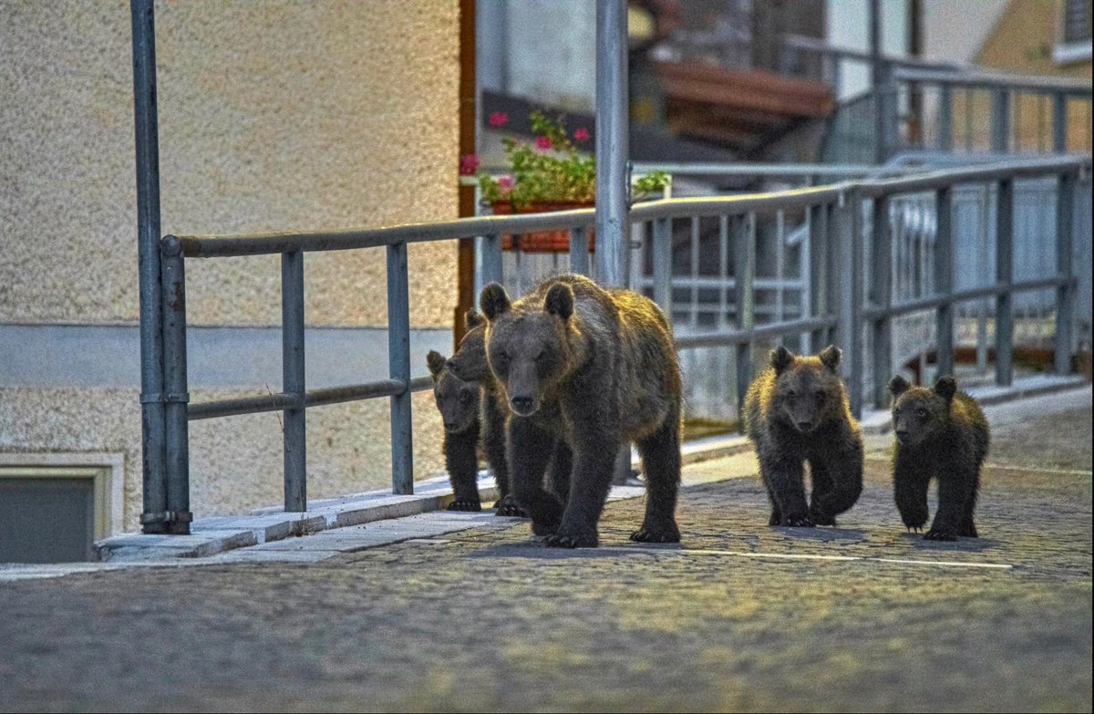 When a rare bear family ventures into an Italian village, it causes concern for most, but for the residents, it's a unique situation highlighting the bond between humans and nature. belouga.org/series/my-neig…