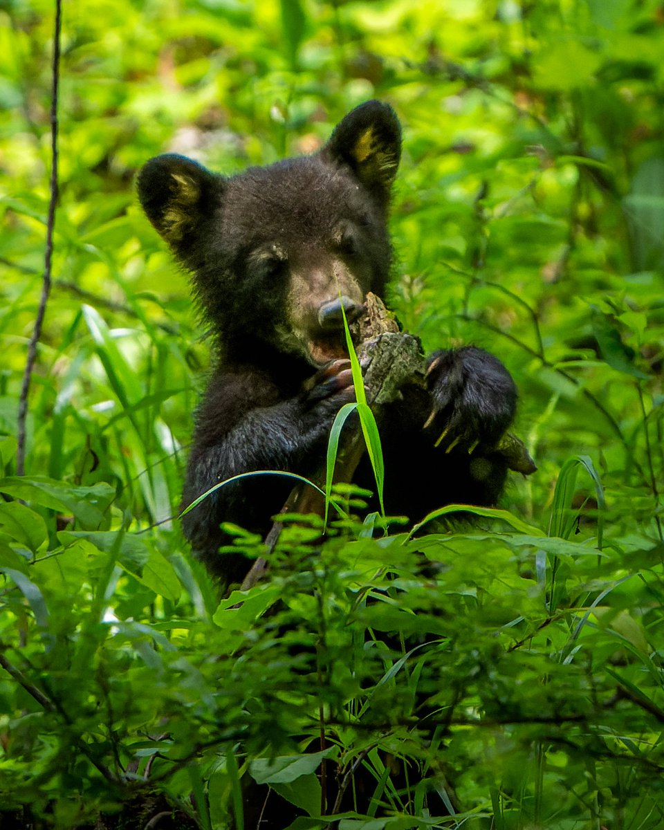 I'm beginning to think that bear cubs have the most fun. Black Bears #photography #naturephotography #wildlifephotography #thelittlethings