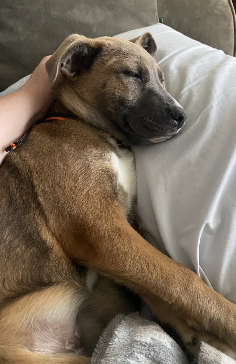 NRBarmadillo's tweet photo. Clover ๐๐ฅฐ๐๐ .. I got her name tag today, itโs definitely official.. I love her โบ๏ธ #MyPup #PupMom #Clover #GoodLuckCharm https://t.co/ZTnVKjw7ES