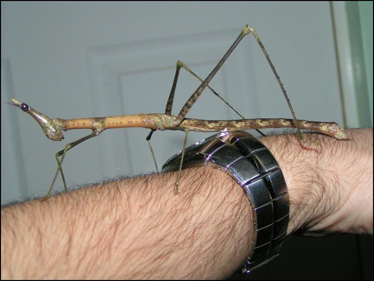 Pseudoproscopia scabra (also nicknamed Horsehead Grasshoppers) are such goofy little fellows; I love them so much.