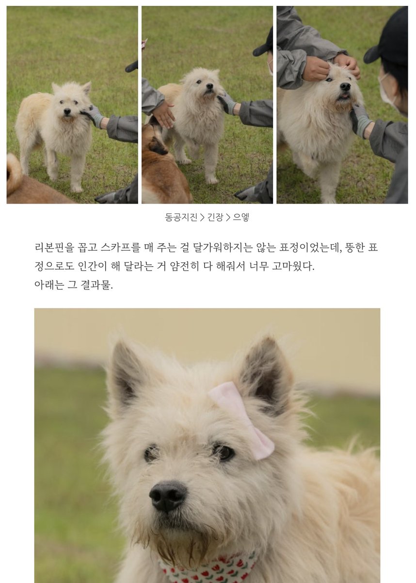 자오선✨반려동물스냅 tweet media