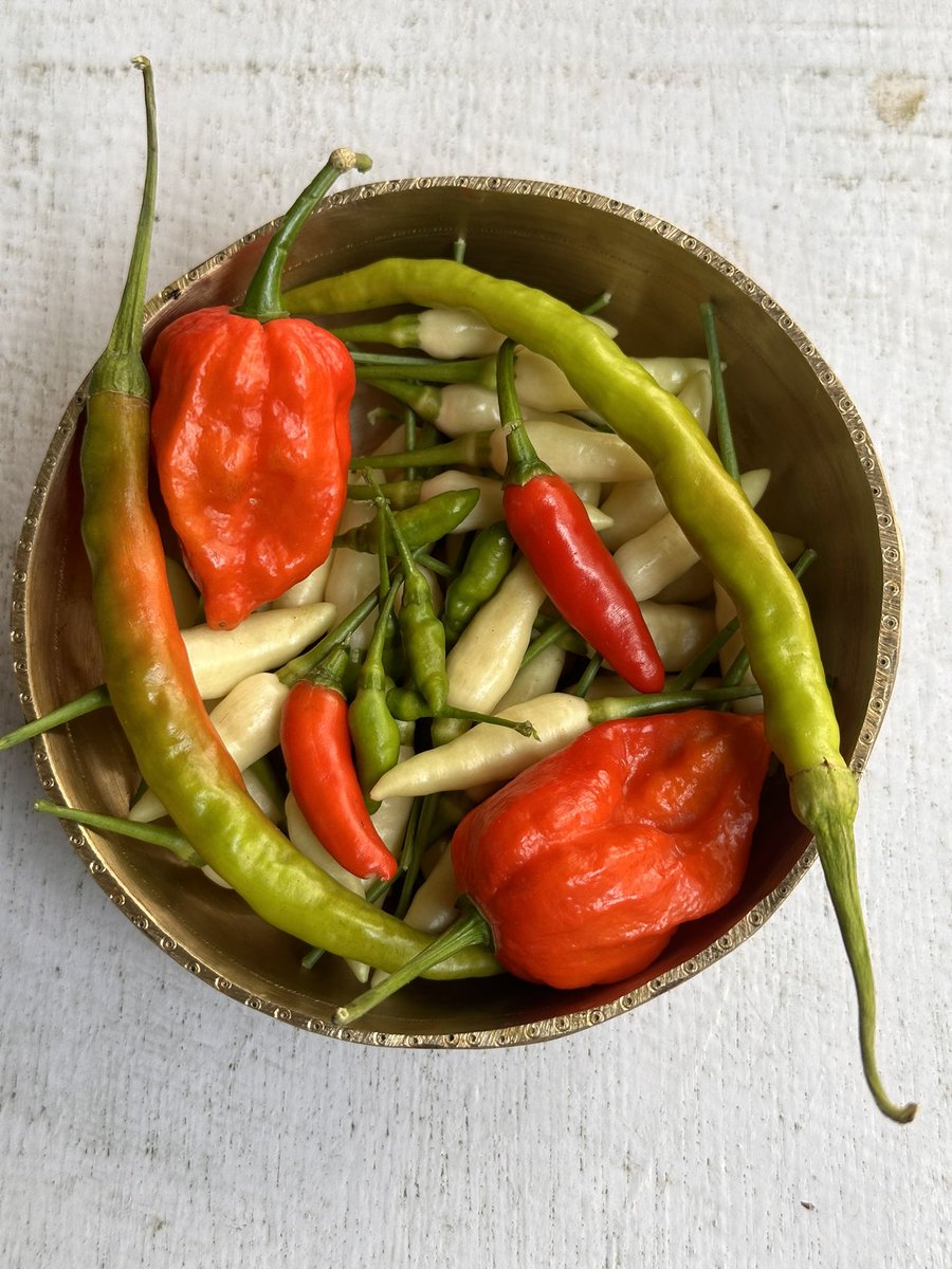 Varieties of Chilli in my
garden..
#MorningHarvest 
#chilli 
#FarmFresh