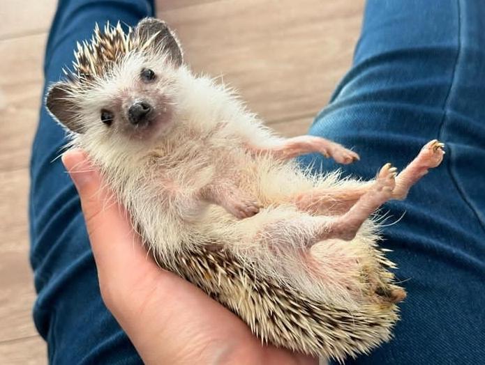Hold Hedgehog