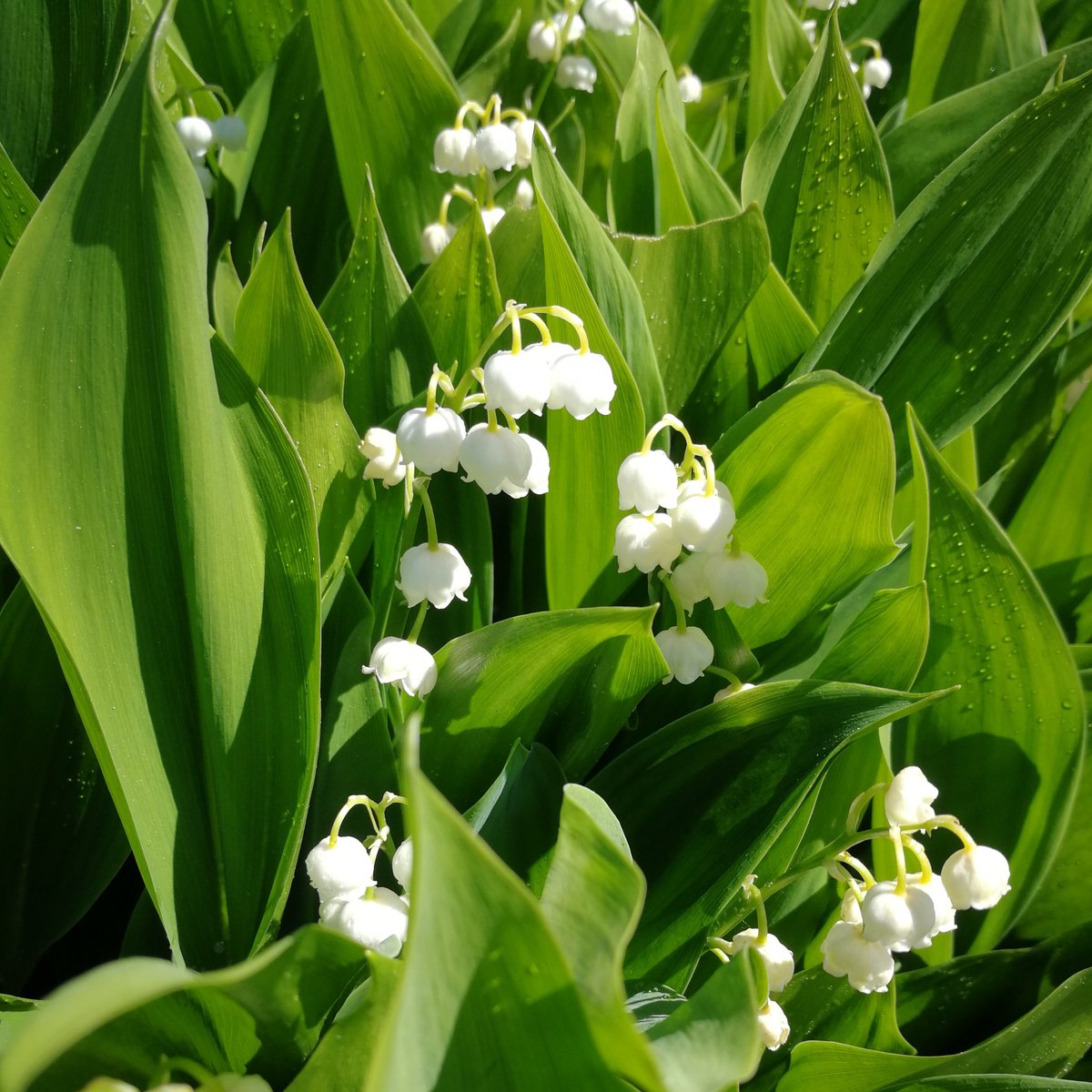 Maiglöckchen
Convallaria majalis
☠️
#butterbaumkiel #kiel #flowers #flowerreport #giftpflanze