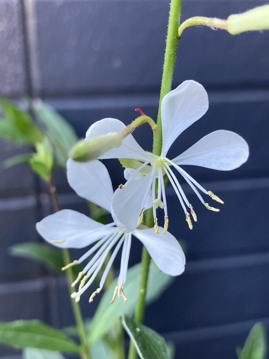 今年植えた

　ガウラ 
　　スパークルホワイト

白い蝶が飛んでいるような
可愛らしいお花🌿💕