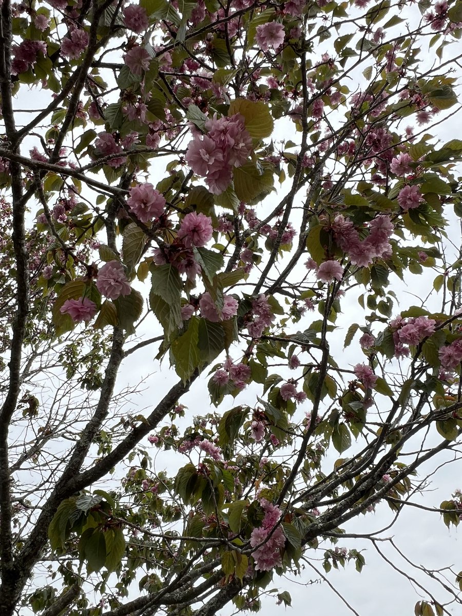 今日は曇りで涼しい朝でした！今日はつい最近知った鶴居丹頂八重調査木(原木)を見に行きましたが、見頃は過ぎてしまっていて葉っぱが多かったですが咲いている部分もあって楽しめましたよ🤭エゾヤマザクラとはまた色が違って綺麗でした♪
#鶴居村 #鶴居いづる