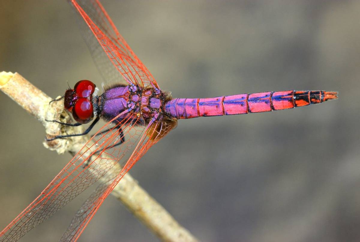 Picture Credit: <a href="/naturetrektours/">Naturetrek</a>