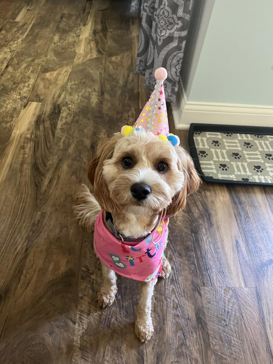 This cutie turned 1 yesterday!!

#dogs #happybirthday
