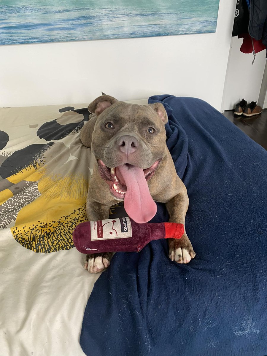 Keith Olbermann's Dogs tweet media