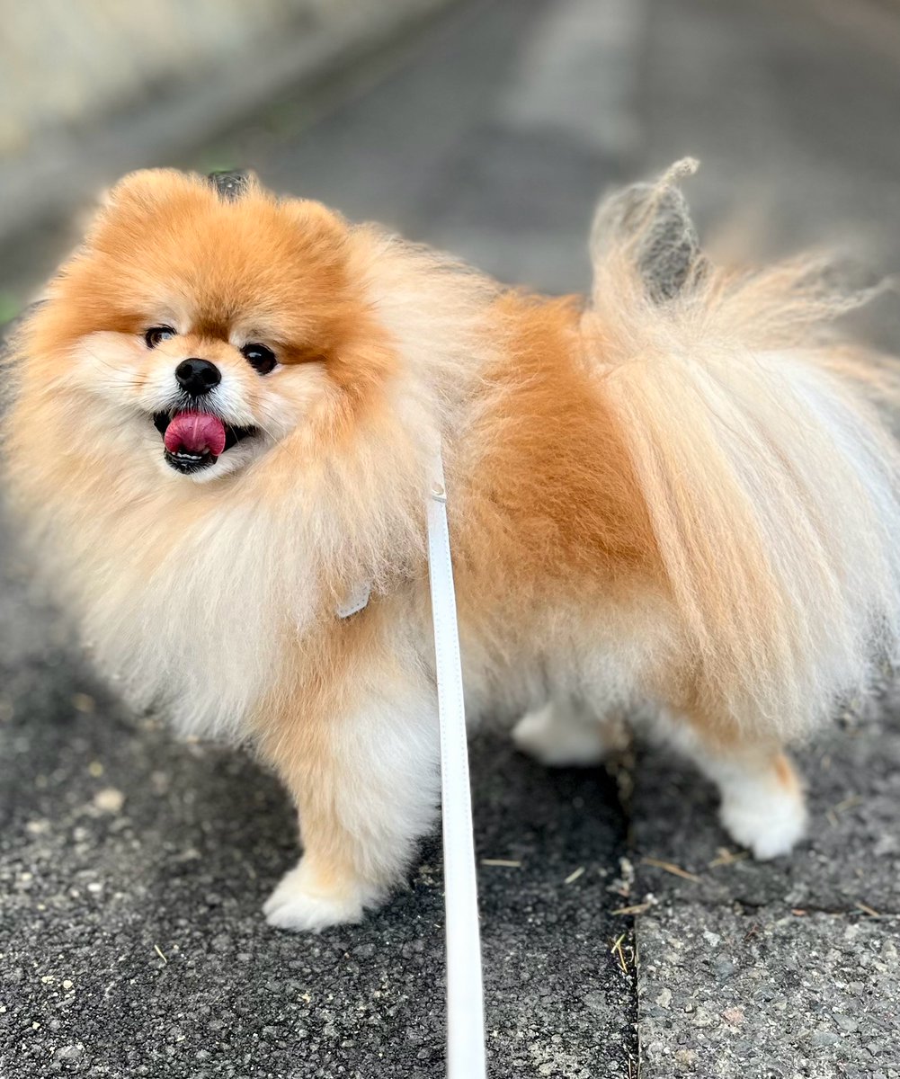 ✨雨上がりの散歩道🐾楽しいね😍 #散歩 #雨上がり #笑顔 #楽しいね #ポメラニアン