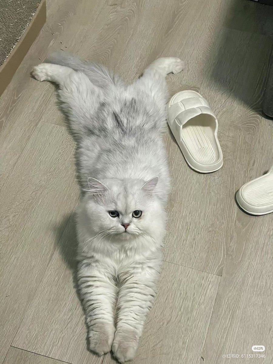 Sploot