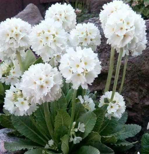 Primula denticulata bílá - prvosenka