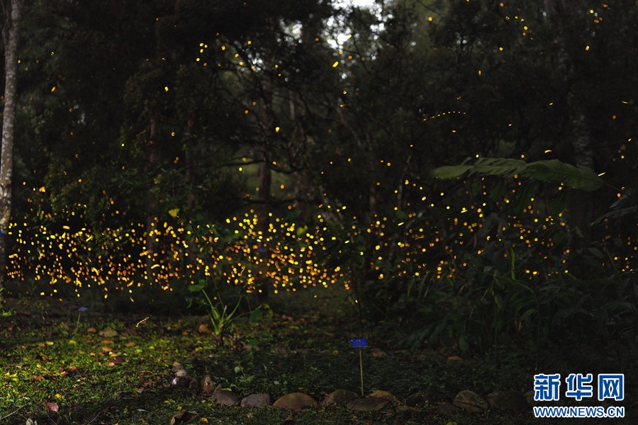 Mesmerizing fireflies float through teeming rainforest at Xishuangbanna Tropical Botanical Garden in SW China's Yunnan. The spectacular show occurs from April through August during the prime period of observing the fireflies in the garden. #BeautifulChina #biodiversity