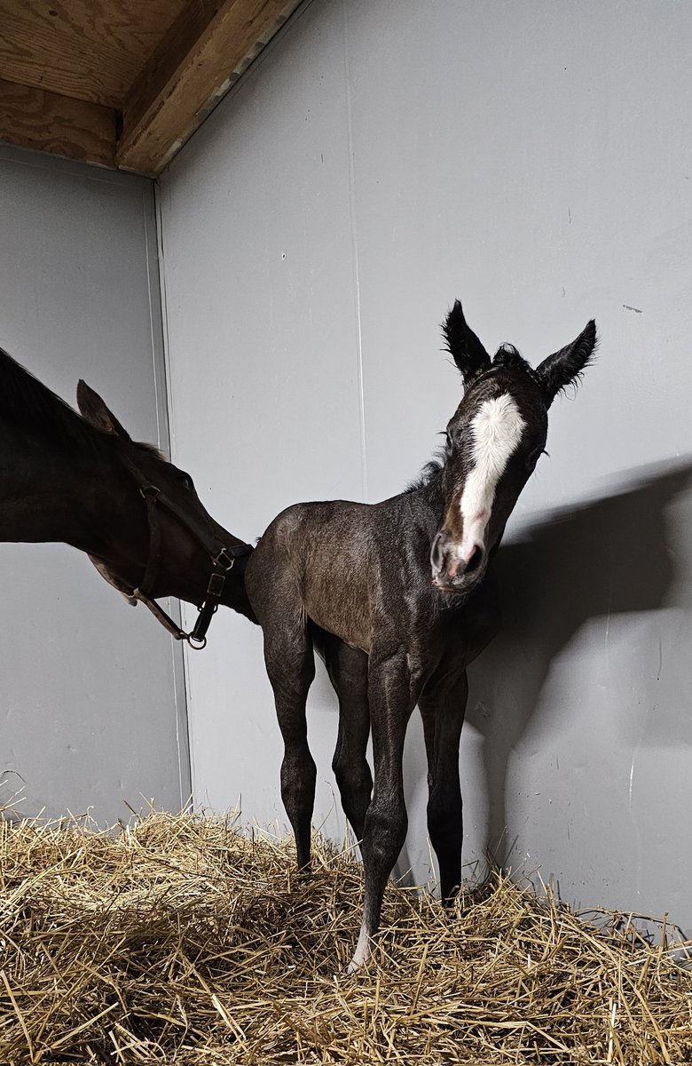 And then there were none! Honest Answer closed out foaling season for Endeavor Farm with this stunning, already gray!, filly by Tacitus. Congrats to Wolverton Mountain Farm on the solid final addition for 2024! #foalsof2024  #thatsawrap #GrayLady #Tacitus @TaylorMadeSales