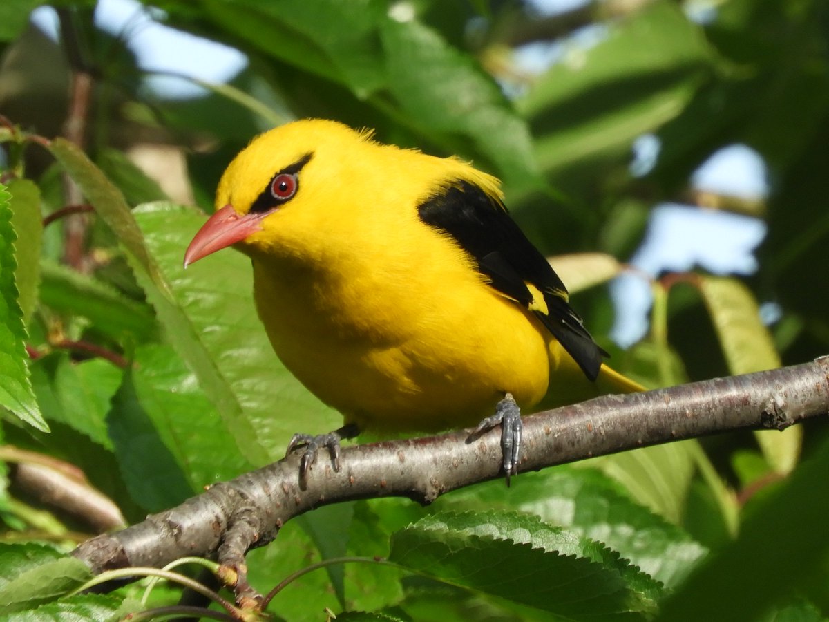 PoshNool
Golden Oriole

@Team_eBird @IndiAves @Avibase @BirdWatchDaily @WildlifeMag @sofiQayoom @wildlifeInd @bbcwildlifemag @NatGeoIndia @ThePhotoHour @NikonIndia @NatGeoPhotos @WM_POTD @pnkjshm @moefcc @JandKtourism #birdwatching #BirdTwitter  @GuideBirding