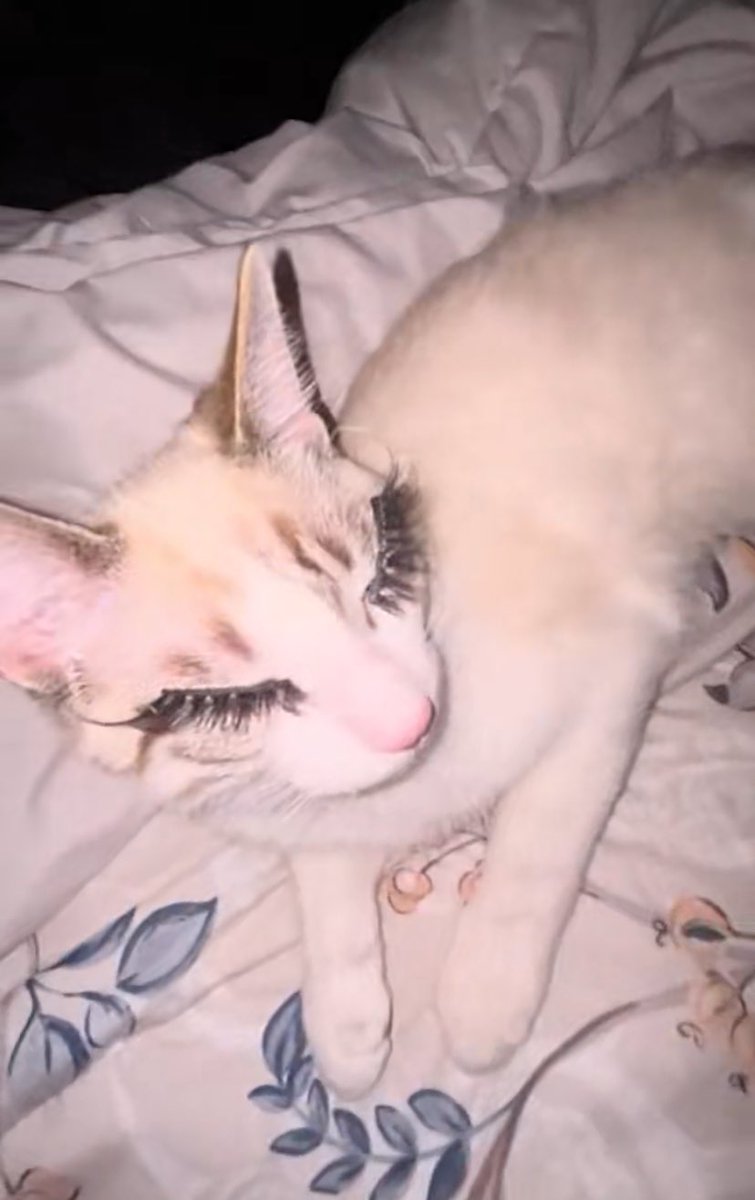 Tyler_streams24's tweet image. Found a cat version of @BhadBhabie #lol