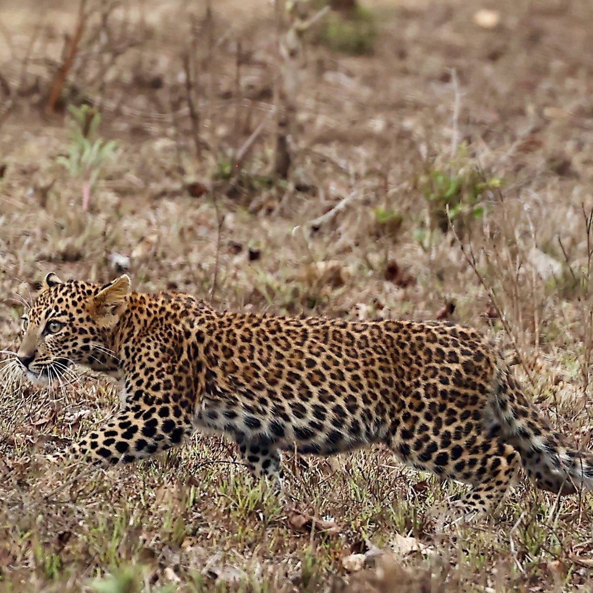 Bandipur Leopard Mom and Cub sighting…part 2