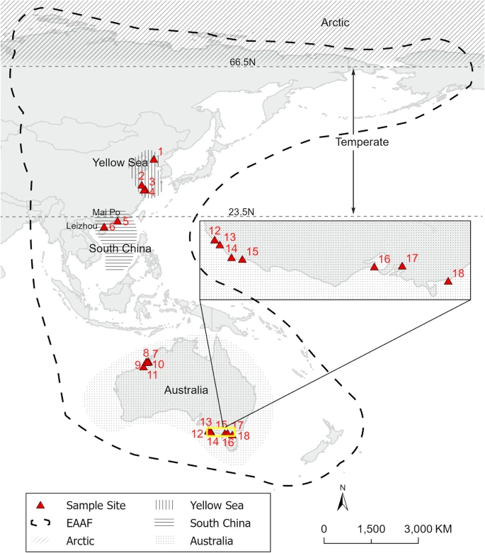 Shorebirds using the EAAF have it hard. Over 1/3 wader samples exceeded toxicity benchmarks. Feather Hg best explained by moulting region. Non-coastal obligate species using freshwater habitats were at the highest risk 👉nature.com/articles/s4200…