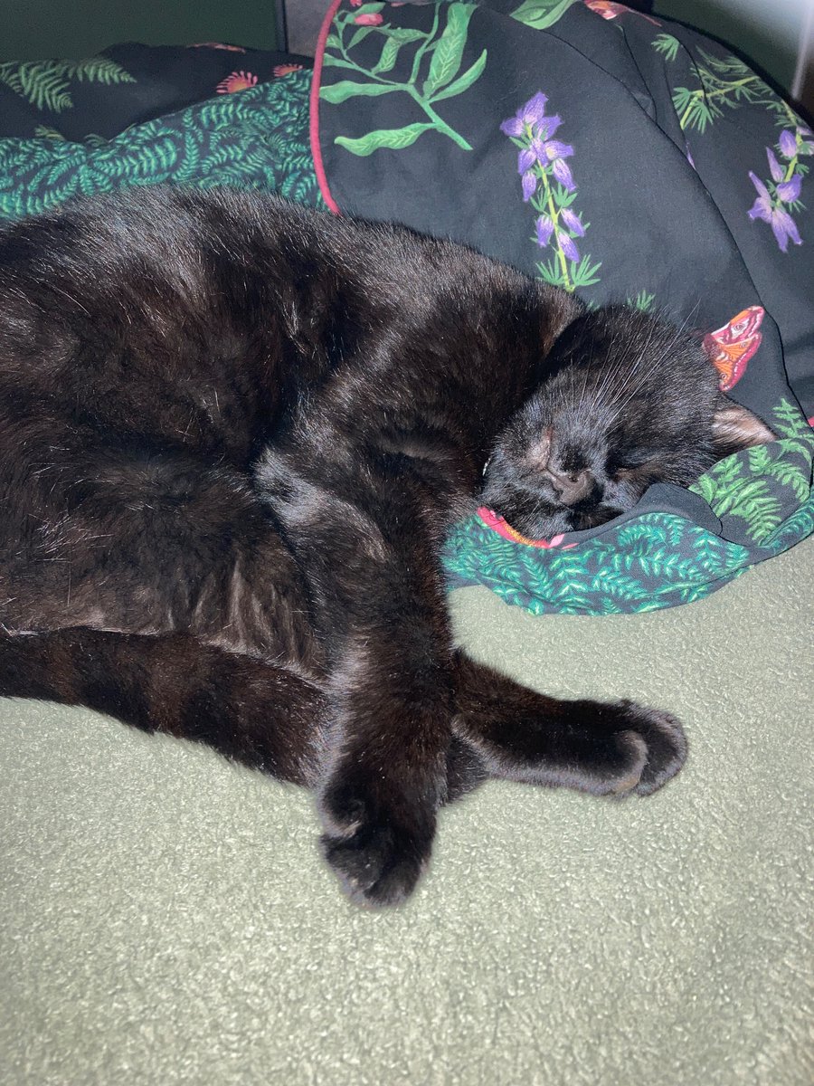 asteroidshitty's tweet image. for those #OutOfTheLoop oswald is my cat. im not fatshaming some random guy