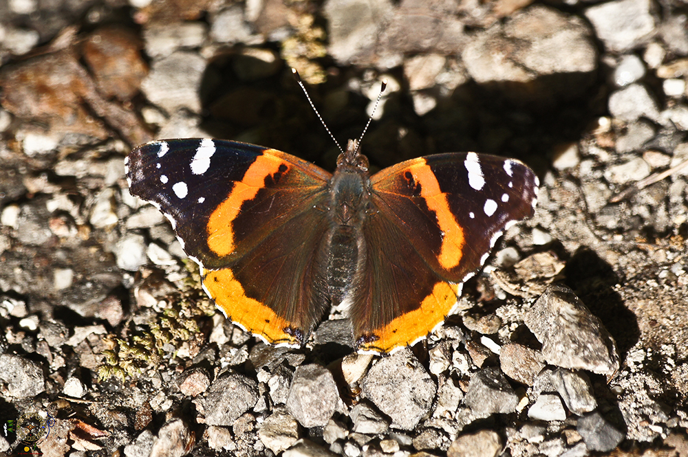 Red Admiral (Bush-footed)  
#butterfly #butterflies #HikeOurPlanet #FindYourPath #hike #trails #outdoors #publiclands #hiking #trailslife #nature #photography #naturephotography #naturelovers #NatureBeauty #OutdoorAdventures #wildflowers