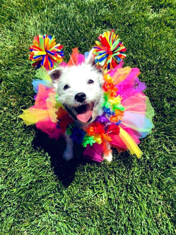 Five years ago Bark attended his first @EDC_LasVegas