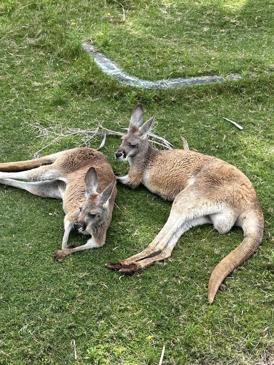 カンガルーちゃん GN_gMmGbwAA5UrI.jpg