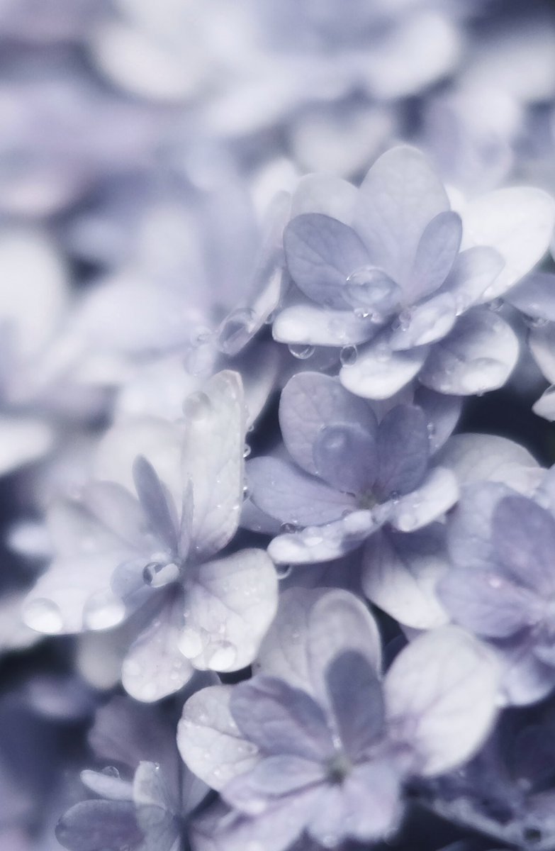 雨の日の紫陽花