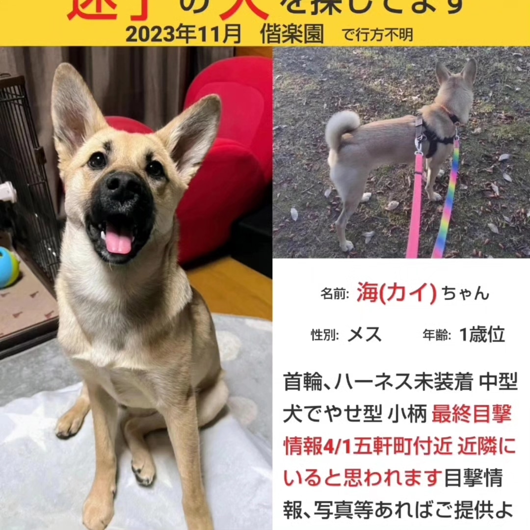 #茨城県動物指導センター #水戸市動物愛護センター  #雑種犬 #鼻黒   #シェパードに似た雑種  #偕楽園 #千波湖  #水戸市 #五軒町 #水戸八幡宮  #八幡町 #大工町 #宮町 #迷子犬 #目撃情報が頼り 無事保護された家族は奇跡なんだと思う。飼い主さん必ずむかえにいって。海ちゃん私見つけ出すからね‼️