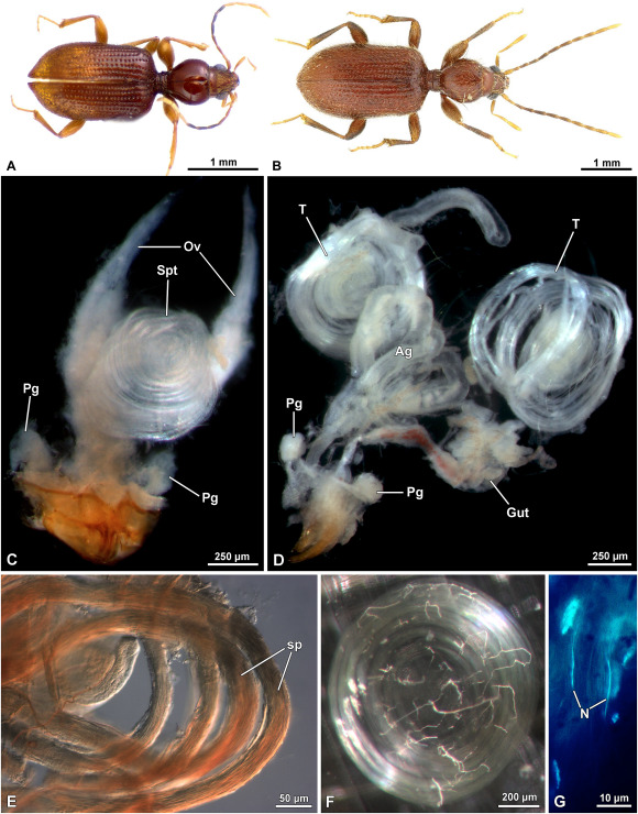 #LiteratureNotice Gomez et al. Morphology of male and female reproductive systems in the #GroundBeetles Apotomus and the peculiar sperm ultrastructure of A. rufus (P. Rossi, 1790) (#Coleoptera, #Carabidae). doi.org/10.1016/j.asd.… #Beetle #Beetles #DevelopmentalBiology