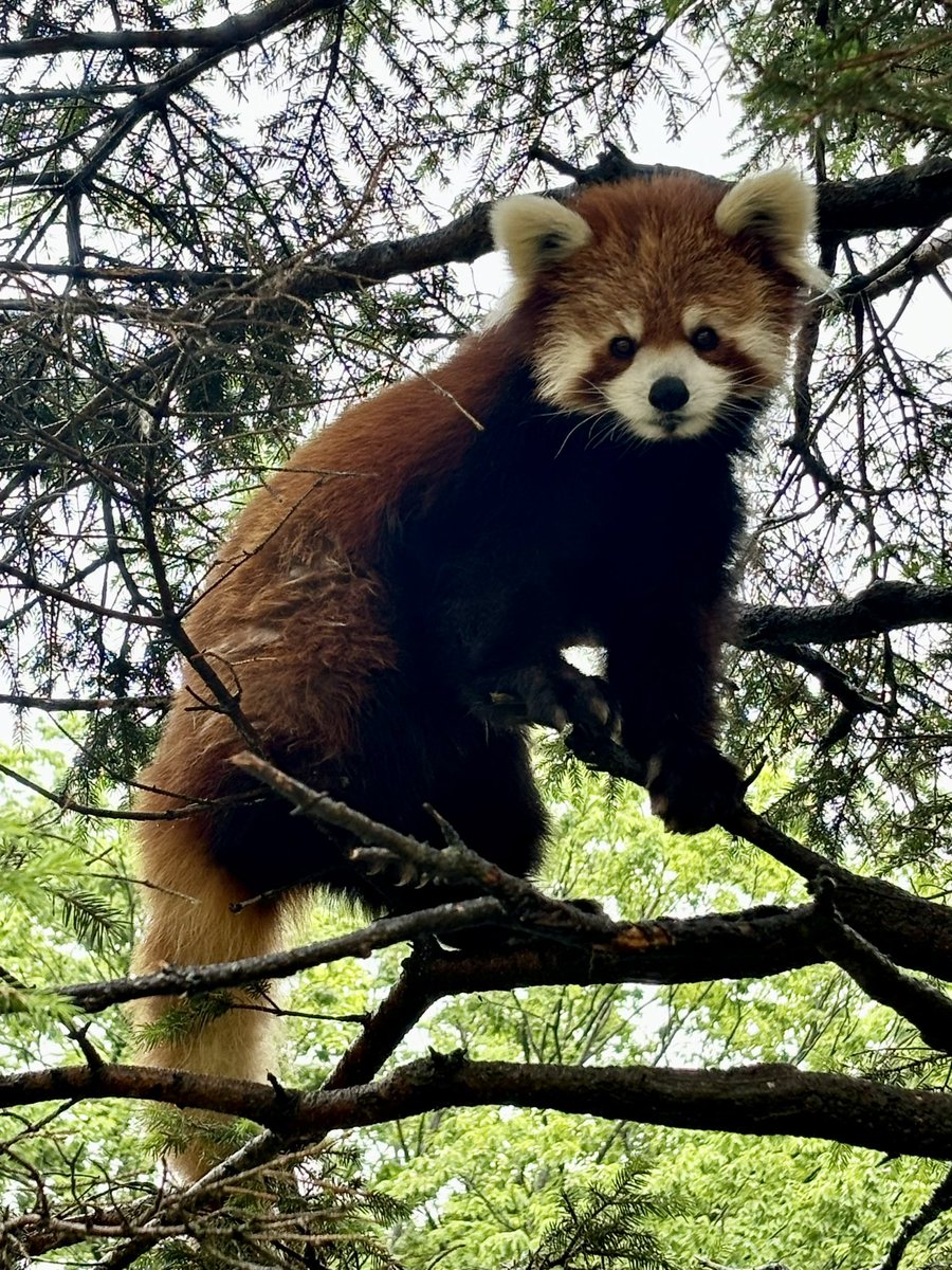 木登り、大好き、みいちゃん。(飼1) #千葉市動物公園　#レッサーパンダ