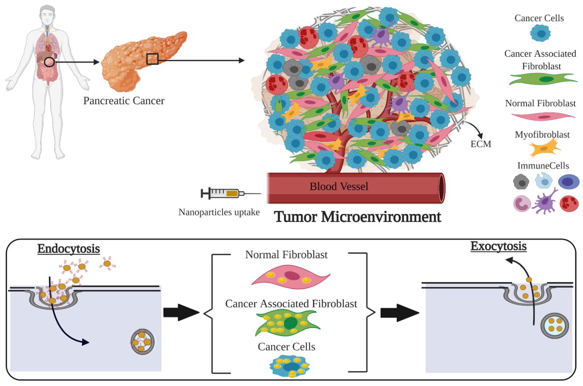 🔝 #HighlyCitedPaper Investigation of Nano-Bio Interactions within a Pancreatic Tumor Microenvironment for the Advancement of Nanomedicine in Cancer Treatment brnw.ch/21wJW8I #pancreaticcancer #goldnanoparticles