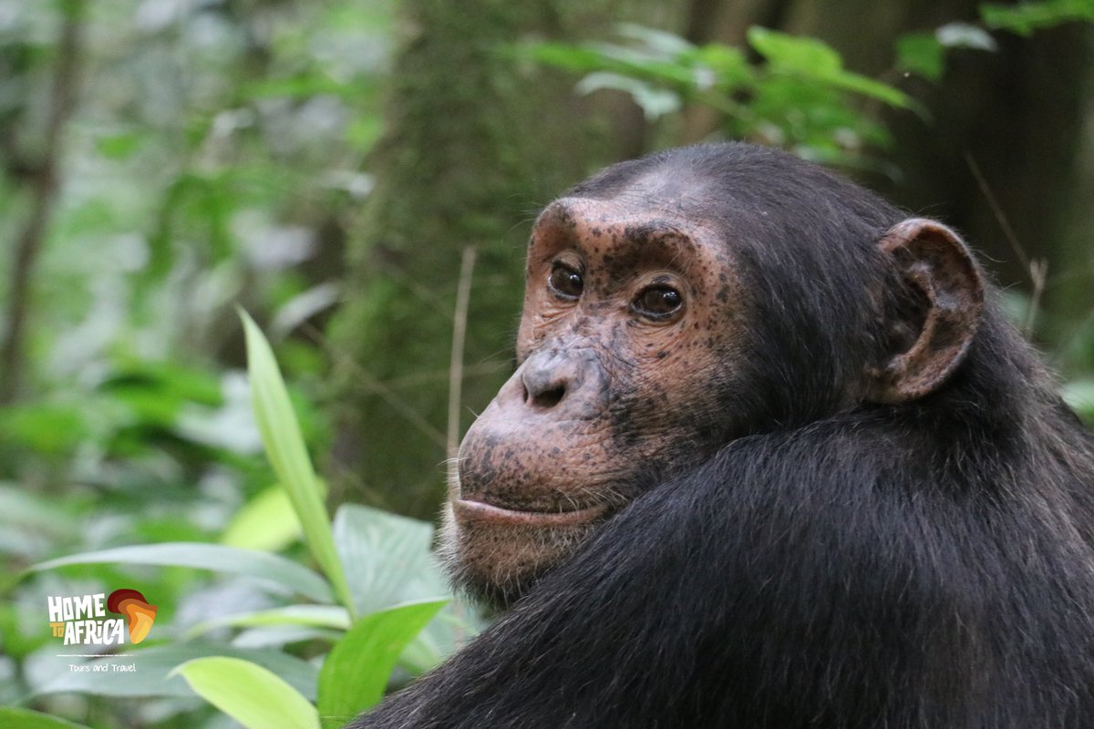 #ExploreUganda this month with #Hometoafricatours. link in our bio

#Chimp #wildlife #wildlifephotography