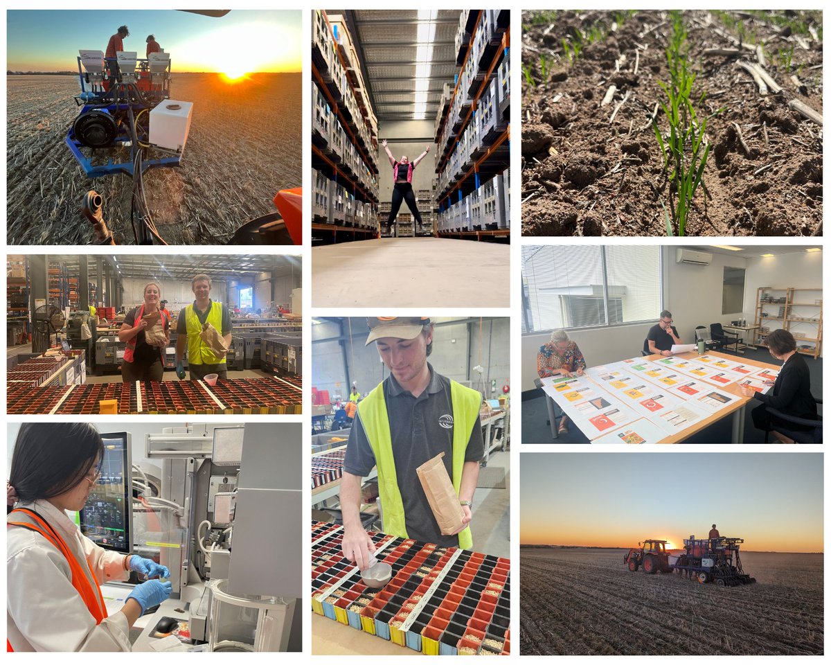 A busy time of the year with seed prep almost complete, seeding under way &amp; prep starting for the spring field day season. 

This year we have over 300,000 plots across 70+ sites. A huge testament to our hard working teams.

🤞crossed for some rain &amp; a great season for everyone!