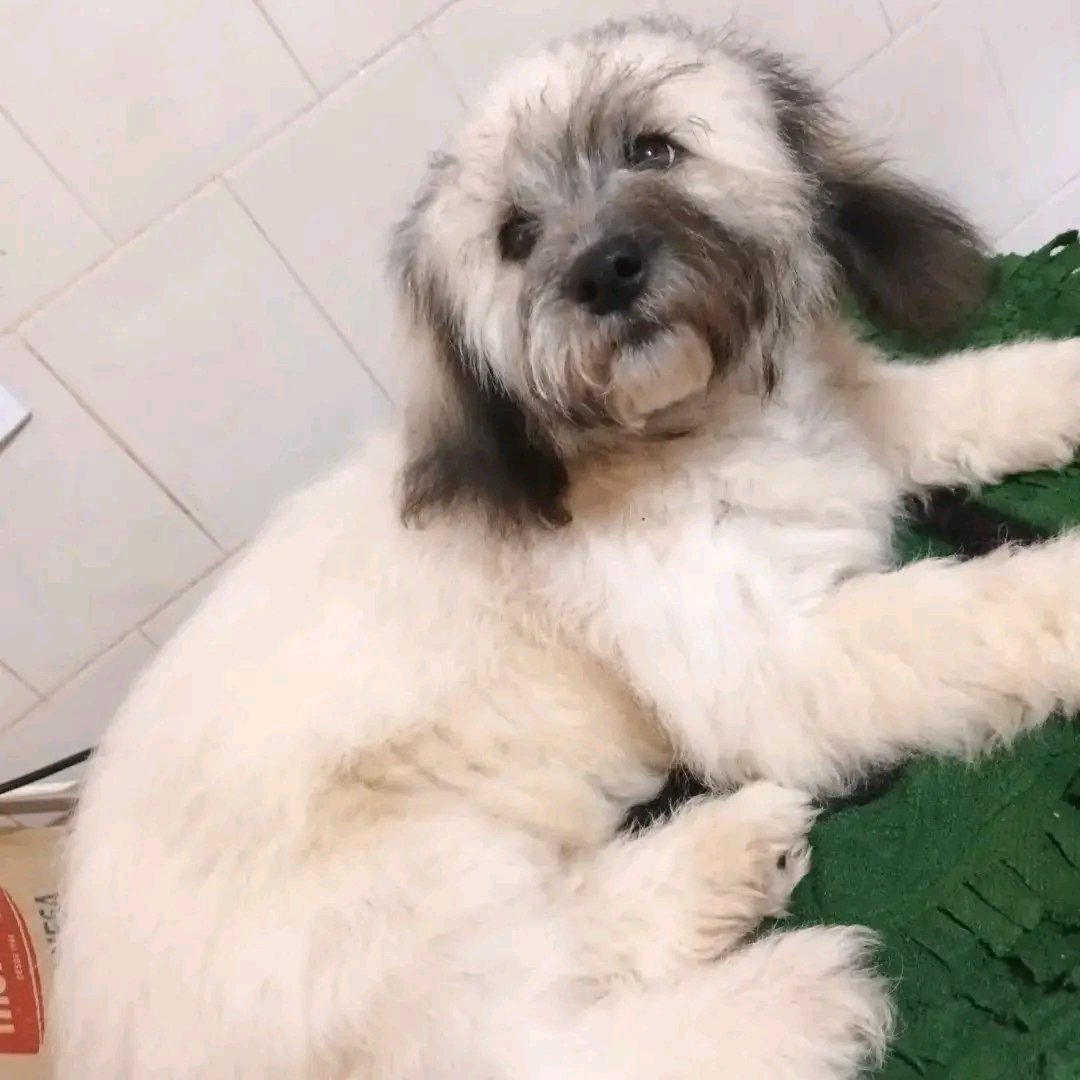 Even in the midst of simplicity, this humble pup shines with grace.