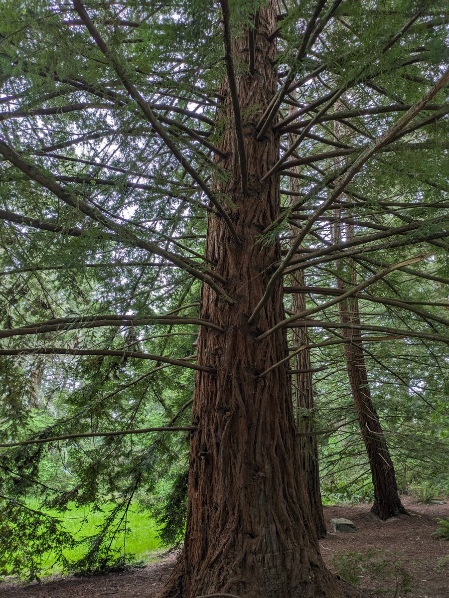 Had an amazing hike today! 🌲 Check out this majestic redwood tree. The size and branching pattern are mesmerizing. Feeling so connected to nature. Can't wait to explore more! 🥾 #NatureLover #HikingAdventures #Redwoods #TreeHugger #SeattleHikes