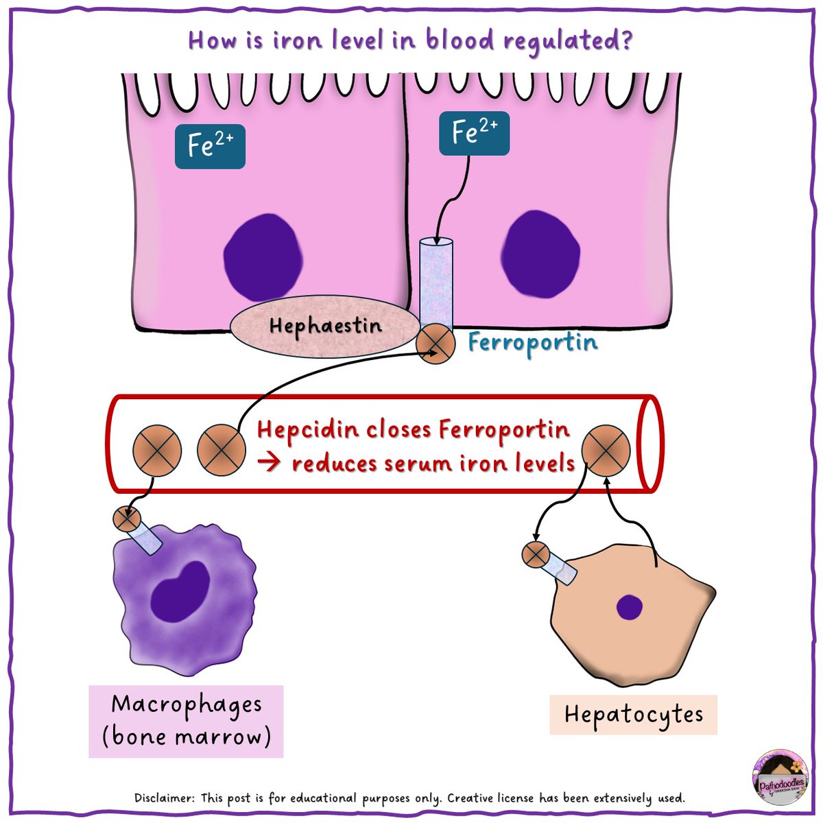 Here's a simplified look at how iron is normally absorbed and regulated, and why the lab parameters look like the way they do (1/2) #Pathodoodles #PathTwitter #HemePath #MedStudentTwitter #MedSchool