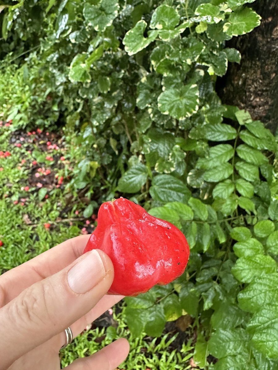 MariaFadiman's tweet photo. Foraging on a morning run on Pohnpei in Micronesia. Rose apple, growing widely in the tropics is a particular treat. Have you had one? Did it have a different common name? #ethnobotany #mariafadimanrunning #natgeoexplorer #micronesia #pohnpei #roseapple https://t.co/0yTJZjsDXH