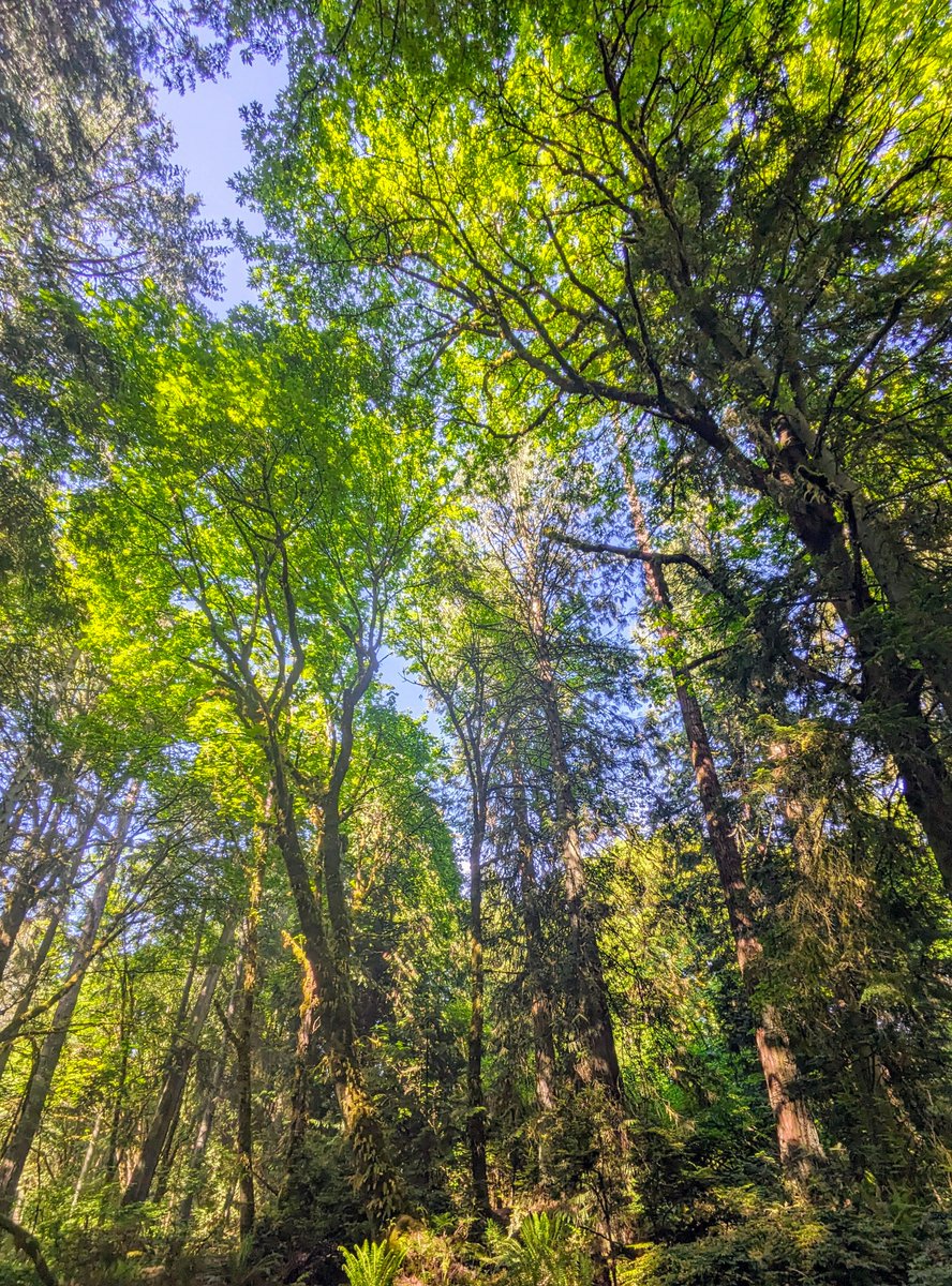 The canopy of trees in this forest is simply breathtaking! The sunlight filtering through the leaves creates a beautiful, serene atmosphere. It's moments like these that make hiking so rewarding. 🌳🌞 #ForestBeauty #NatureLover #TreeCanopy #HikingLife #SeattleNature #GreenVibes