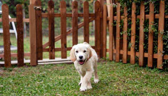 How Your Fencing Company Can Appeal to Dog Owners

#petfriendlyfencing #dogowners #fencedesign #dogloversfeed #petprotection #dogenclosures #petsecurity #fencingsolutions #popularpets #trainingfactor #dogbreeds #fencingbusiness #dogfence

tycoonstory.com/how-your-fenci…