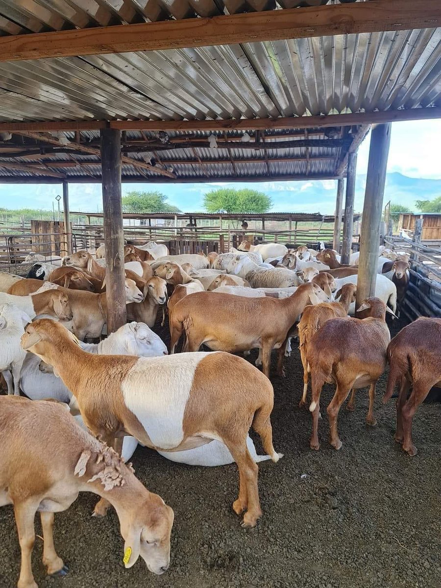 My name is Emmanuel Mudau, I am a self-taught sheep & goat #breeder from Limpopo.  In 2009, I stopped working at a furniture shop & started #farming with 3 goats. In 2010, I added 10 Damara #sheep, now I have hundreds including my own breed called Matuba Genetics. 
#agriculture