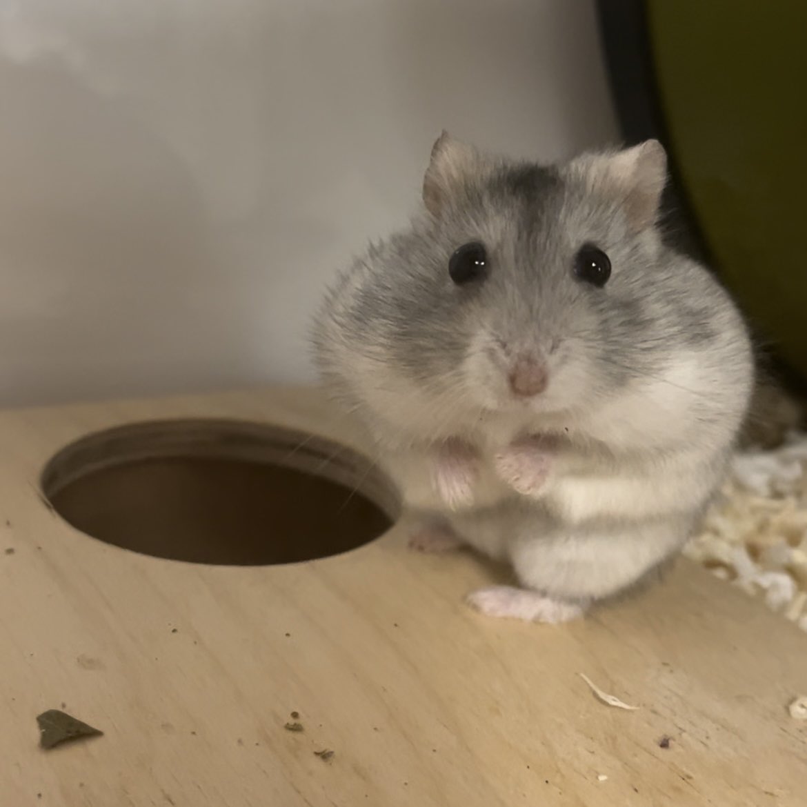 진짜개어이없게생김;;