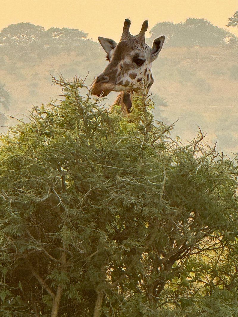 A giraffe captured feeding in Murchisonfalls national park. 
#giraffe #wildlife #giraffes  #africa #wildlifephotography #photography #giraffelife #photooftheday #VisitUganda