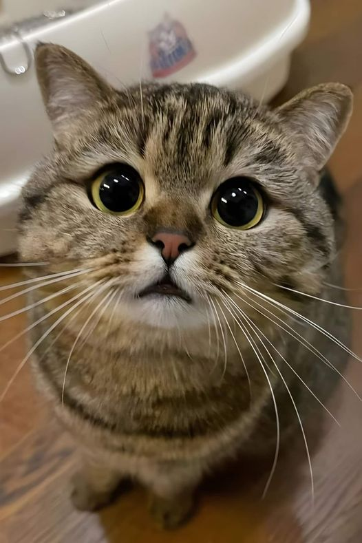 laura_speckman's tweet photo. cute 🥰🥰🥰🥰 https://t.co/LcTjousqHs