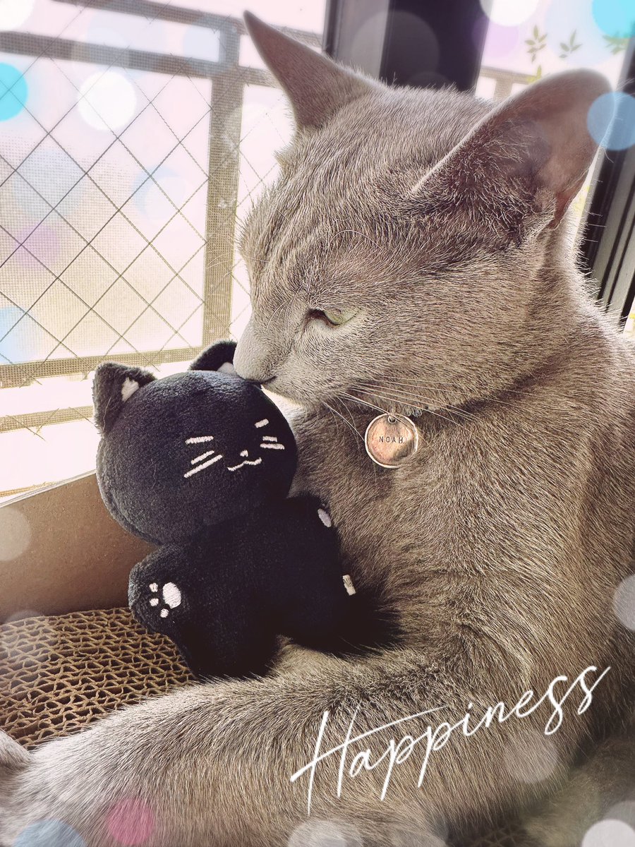 遅くなりましたが、カムニャンミョン🐈‍⬛来てくれました。
我が家のノアニャンと一緒に📸

<a href="/Kkammyongnyang/">깜냥묭</a> さま
<a href="/Lkms___a/">𝙰𝙸 🐰🅛</a> さま
ありがとうございました😊