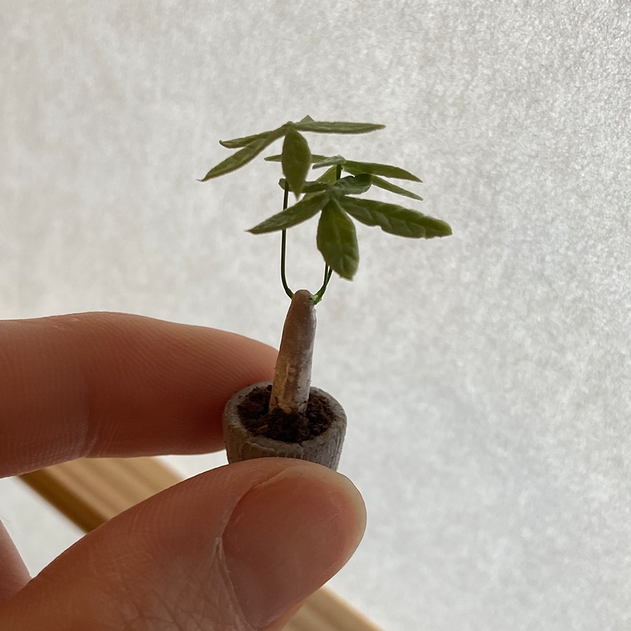 3river_mini's tweet photo. 【ミニチュア】パキラ
#ミニチュアフード #ミニチュア #観葉植物 #miniature #clayfood #fakefood https://t.co/RMKscWtjn2